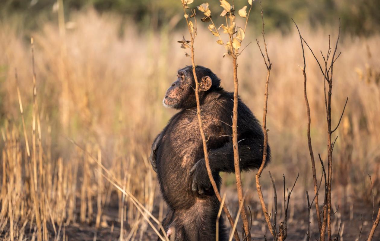 Kédougou :  de fascinants chimpanzés des savanes et chasseurs à la lance