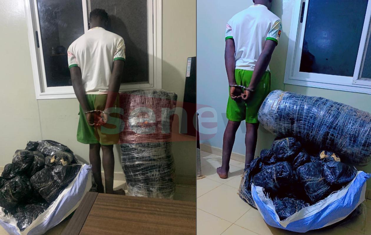 Rufisque : Deux trafiquants interpellés par la police avec 62 kg de chanvre indien