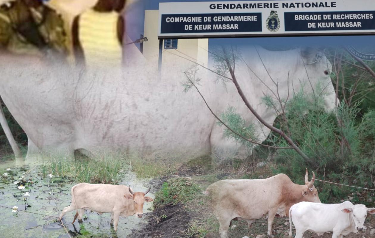 Vol massif de bétail à Rufisque : 3 dangereux voleurs arrêtés par la BR de Keur Massar,  50 millions FCFA de pertes