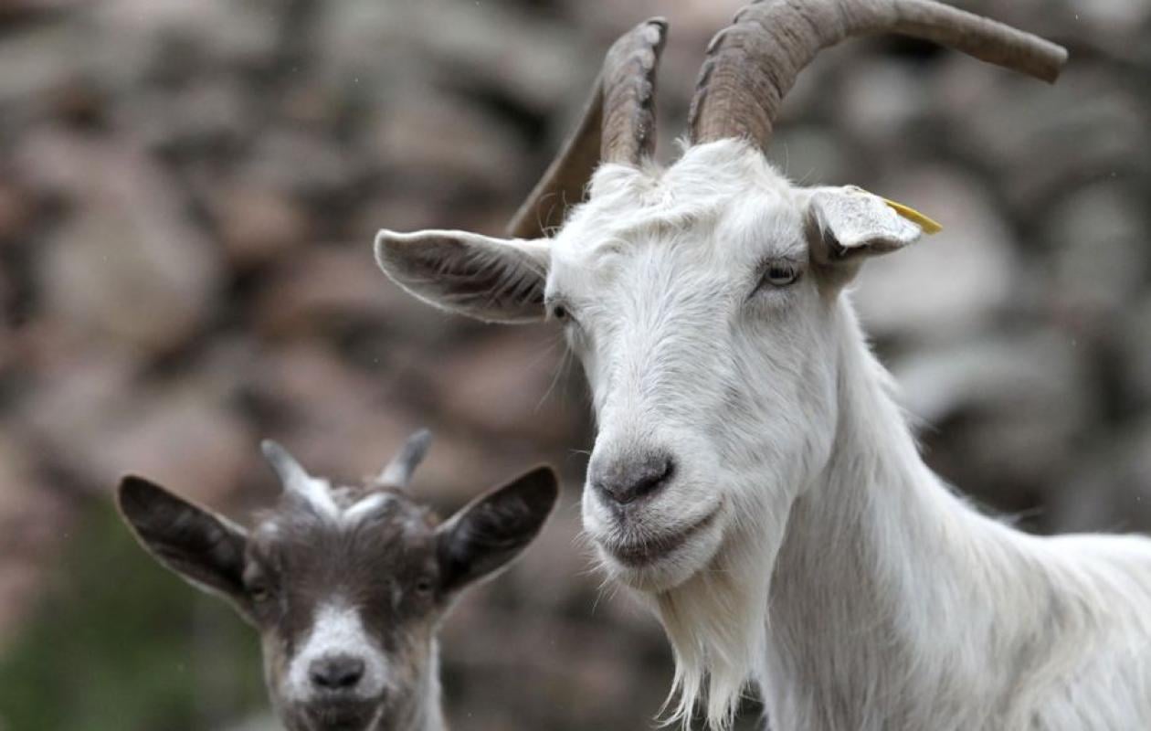 Insolite à Notto Gouye Diama : Une chèvre volée retrouvée dans la salle de bain d’un maçon