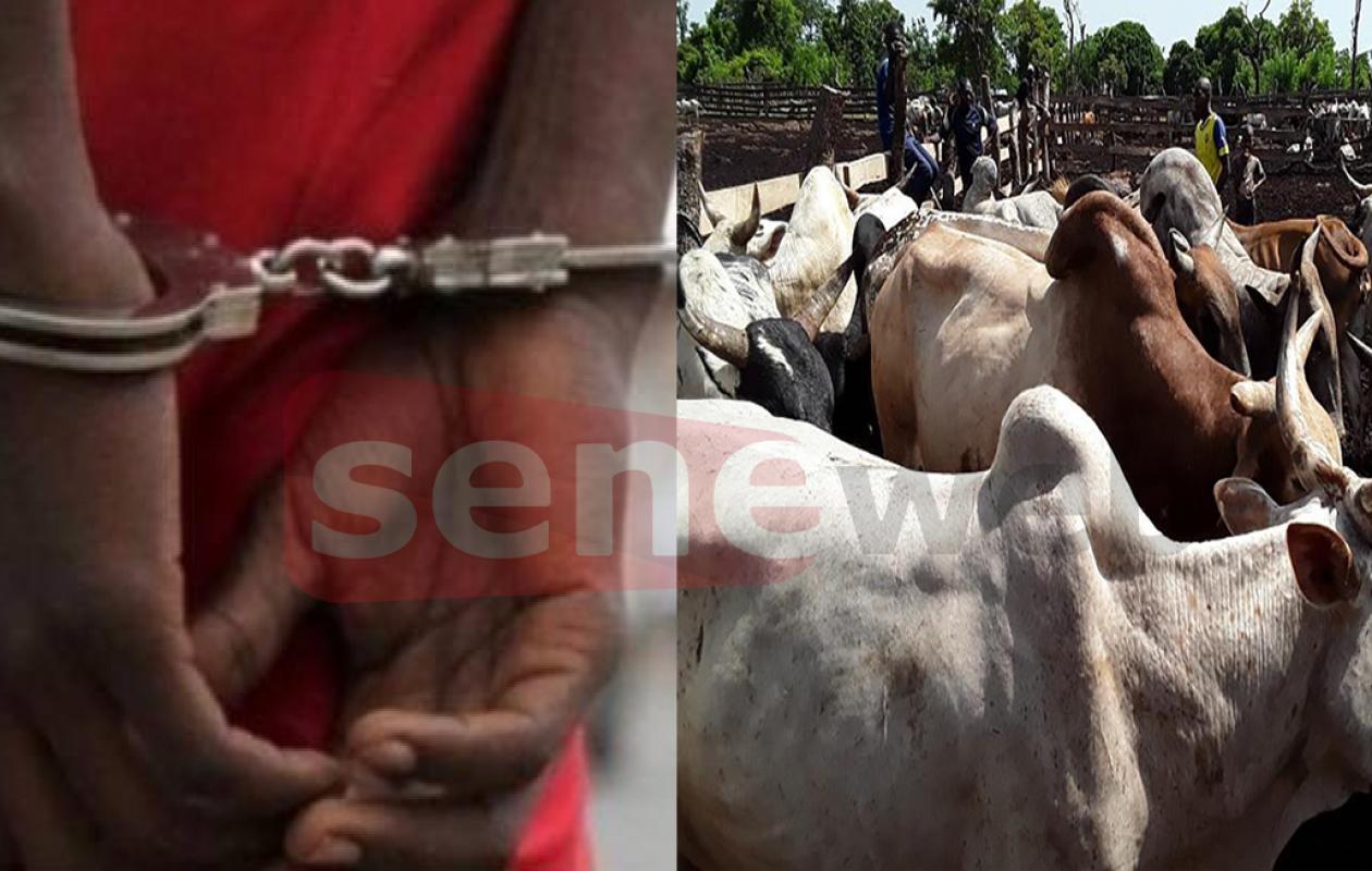 THIÈS : Un berger gambien jugé pour le vol présumé de 25 bœufs que son employeur lui avait confiés à Keur Madaro
