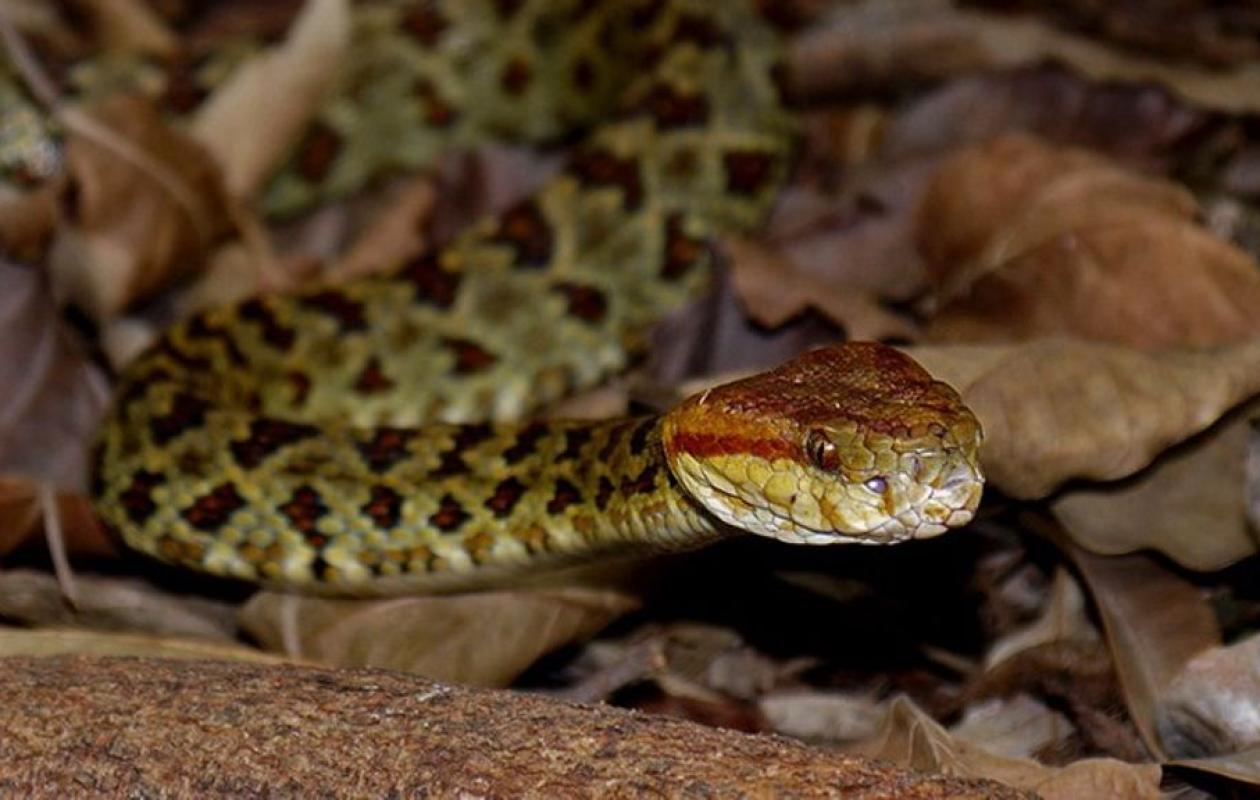 Bignona : Une élève du lycée de Badiouré succombe à une morsure de serpent