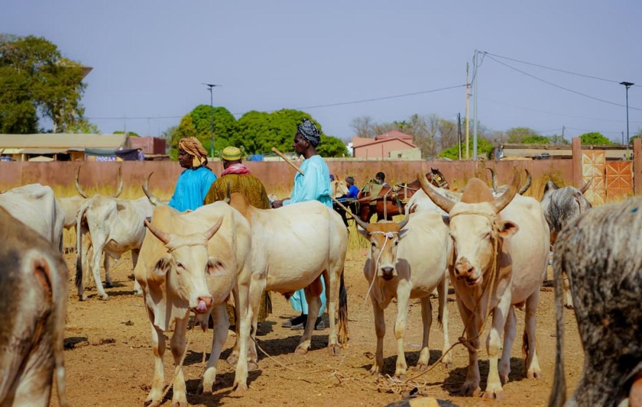 Touba Fall (Tambacounda) : Le fils d'un guide religieux arrêté pour vol de bétail