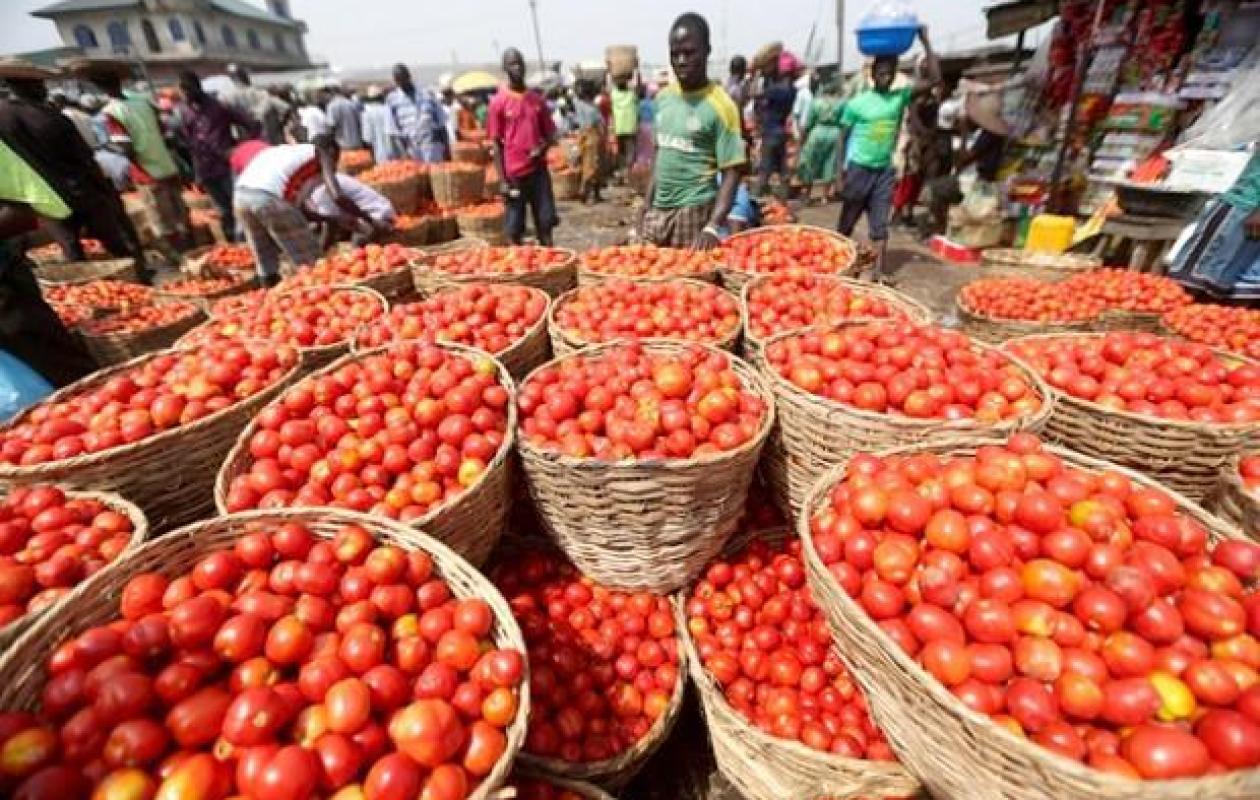 Tomates industrielles : Le Sénégal attend plus de 80 000 tonnes cette année