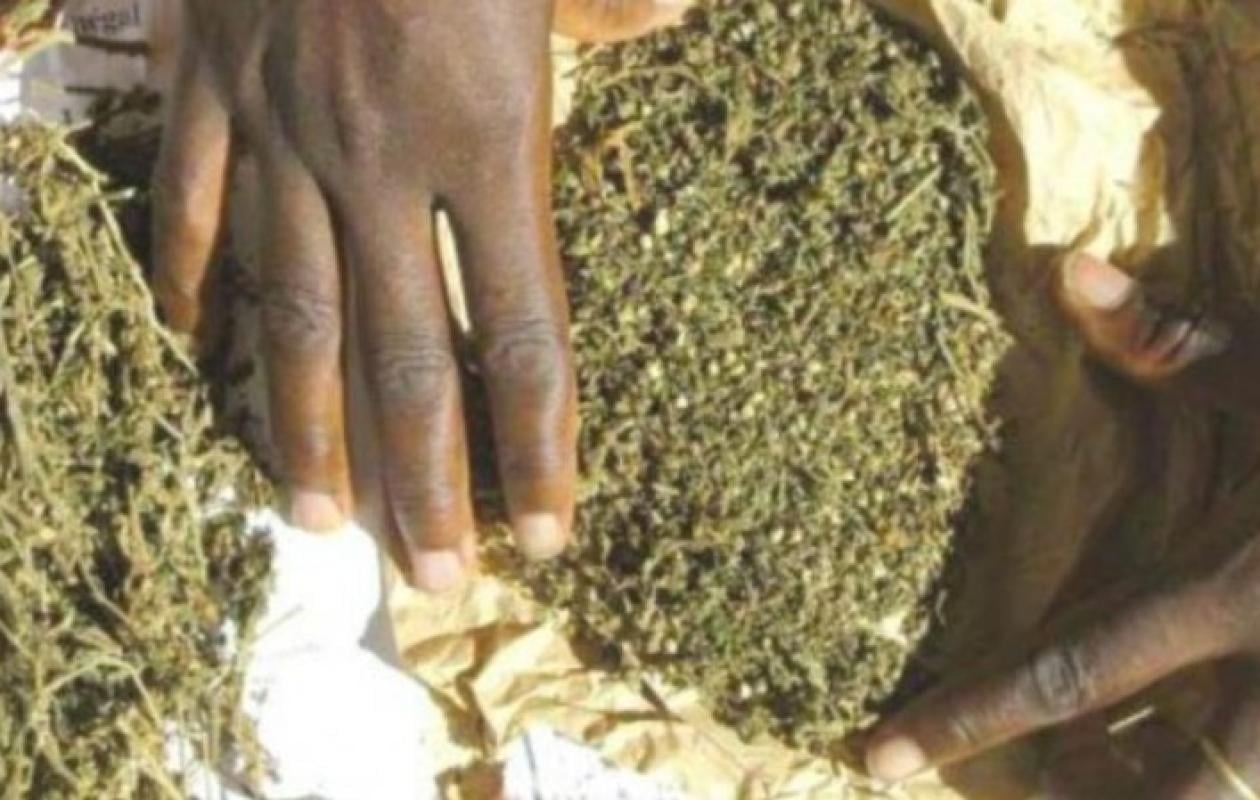 Sédhiou : Coup d'arrêt au trafic de drogue à Kamoya, 24 kg de chanvre indien saisis