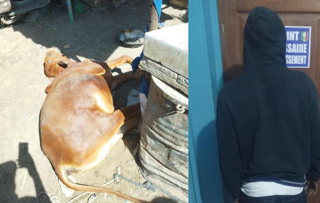 Liberté 6 : M.Sonko arrêté en train de dépecer le cadavre d'un bœuf pour vendre la viande