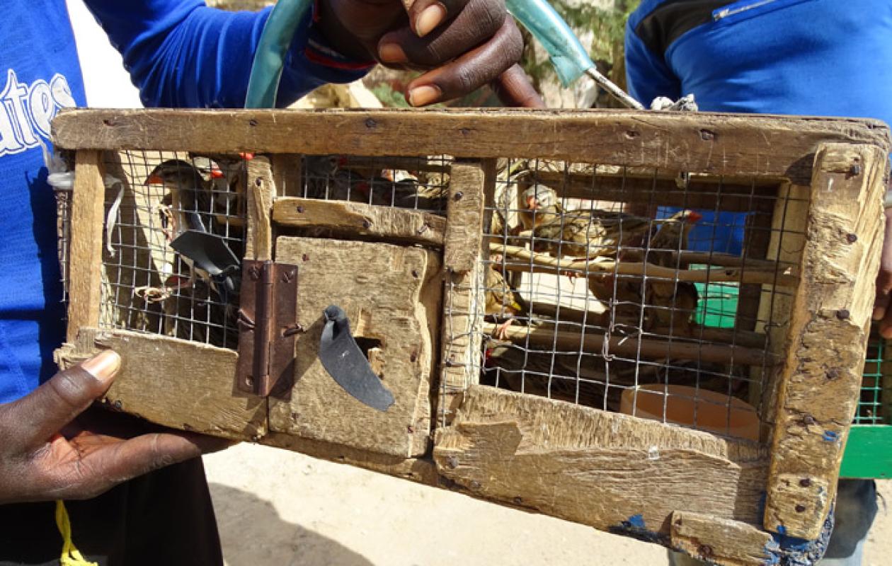 Maltraitance animale : La Police nationale lance une offensive contre le commerce illégal d’oiseaux en cage