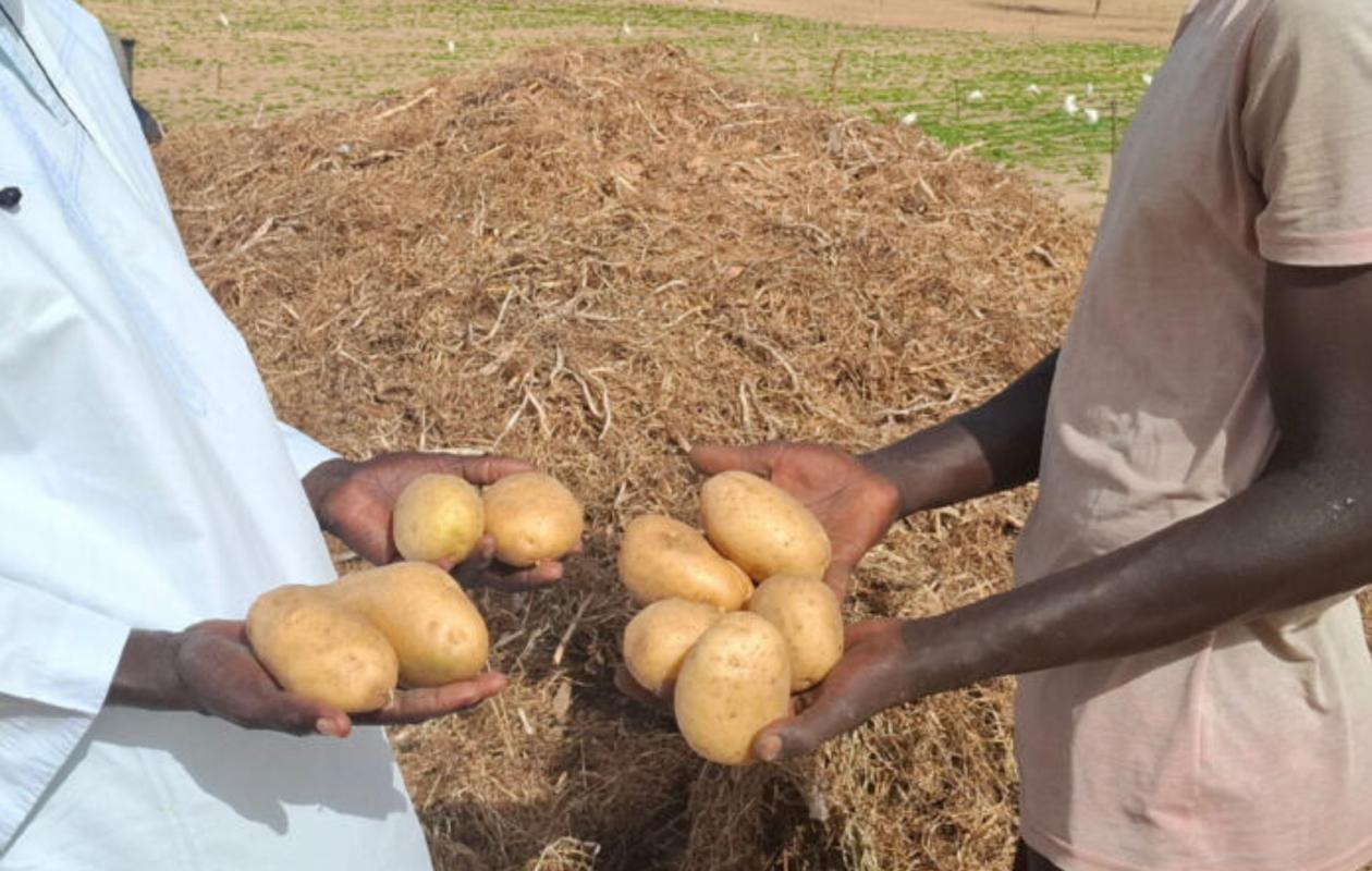 Pomme de terre : La mévente inquiète les producteurs maraichers de Notto-Gouye-Diama