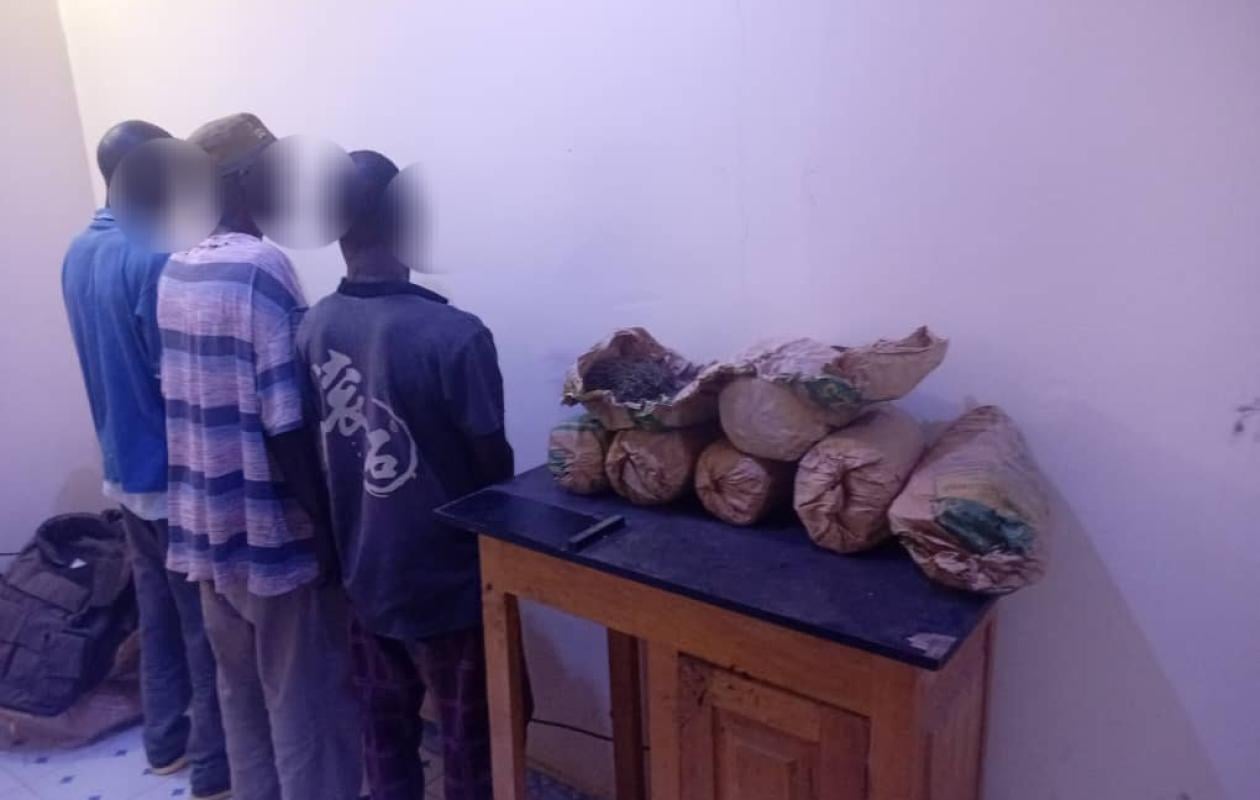 Kolda: Un dealer de 72 ans dans les filets de la BRS avec 6,5 kg de chanvre indien