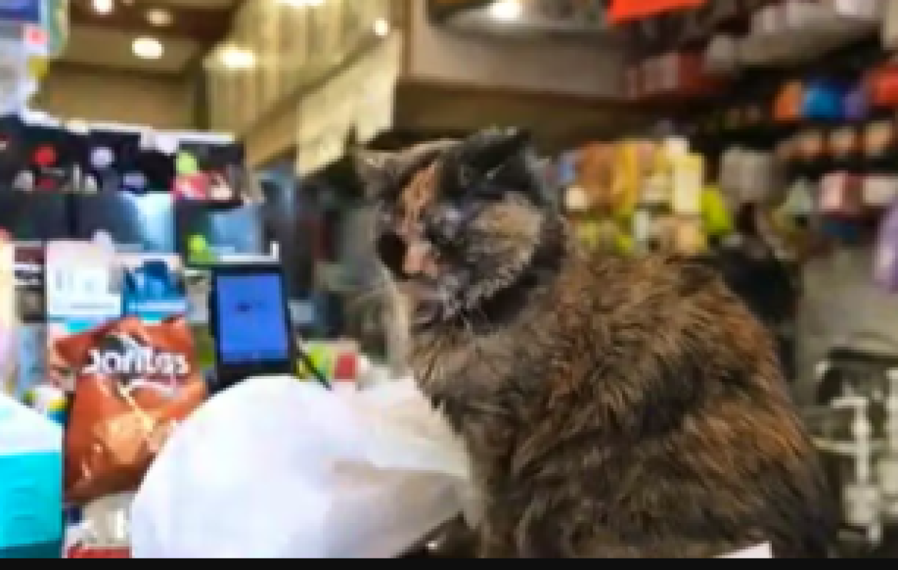 New York veut légaliser les chats dans ses épiceries