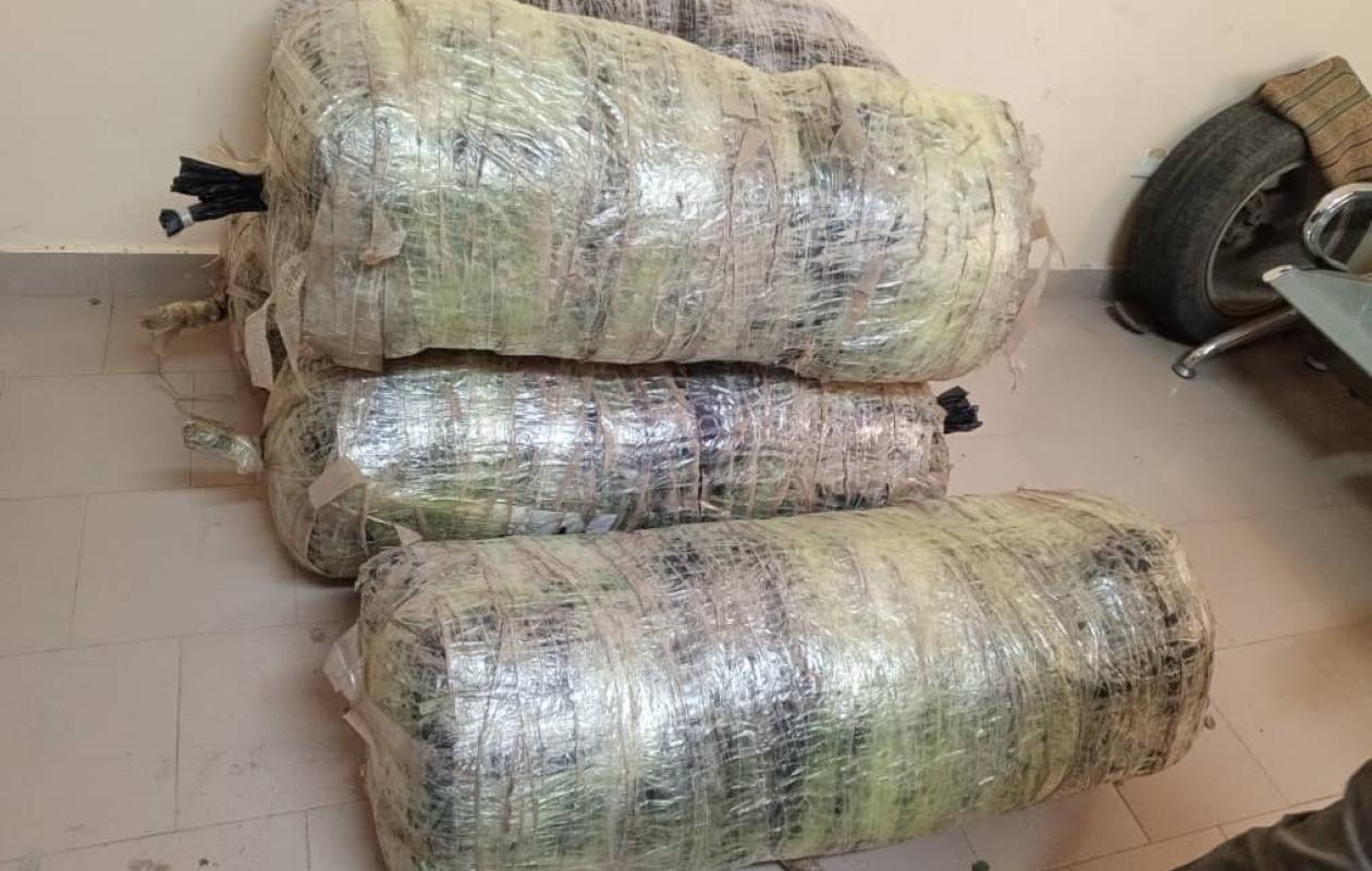 Mbour : Coup de filet de l'OCRTIS avec la saisie de 134,4 kg de chanvre indien et trois arrestations