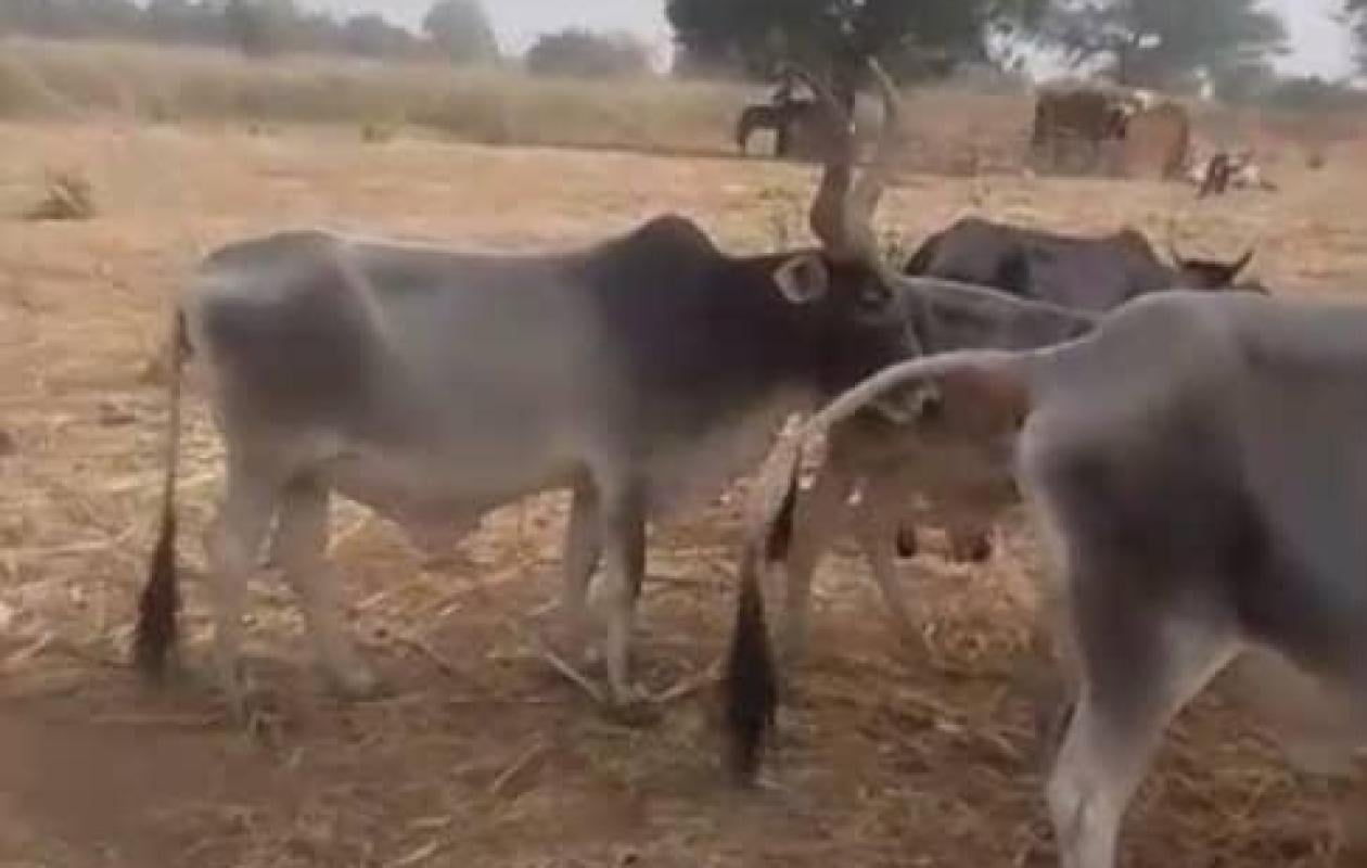 Nioro : la gendarmerie intercepte un berger avec six bœufs volés