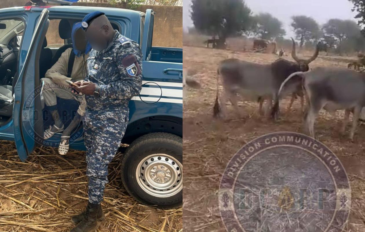 Voleur arrêté avec 6 bœufs à Nioro : La gendarmerie dévoile les images