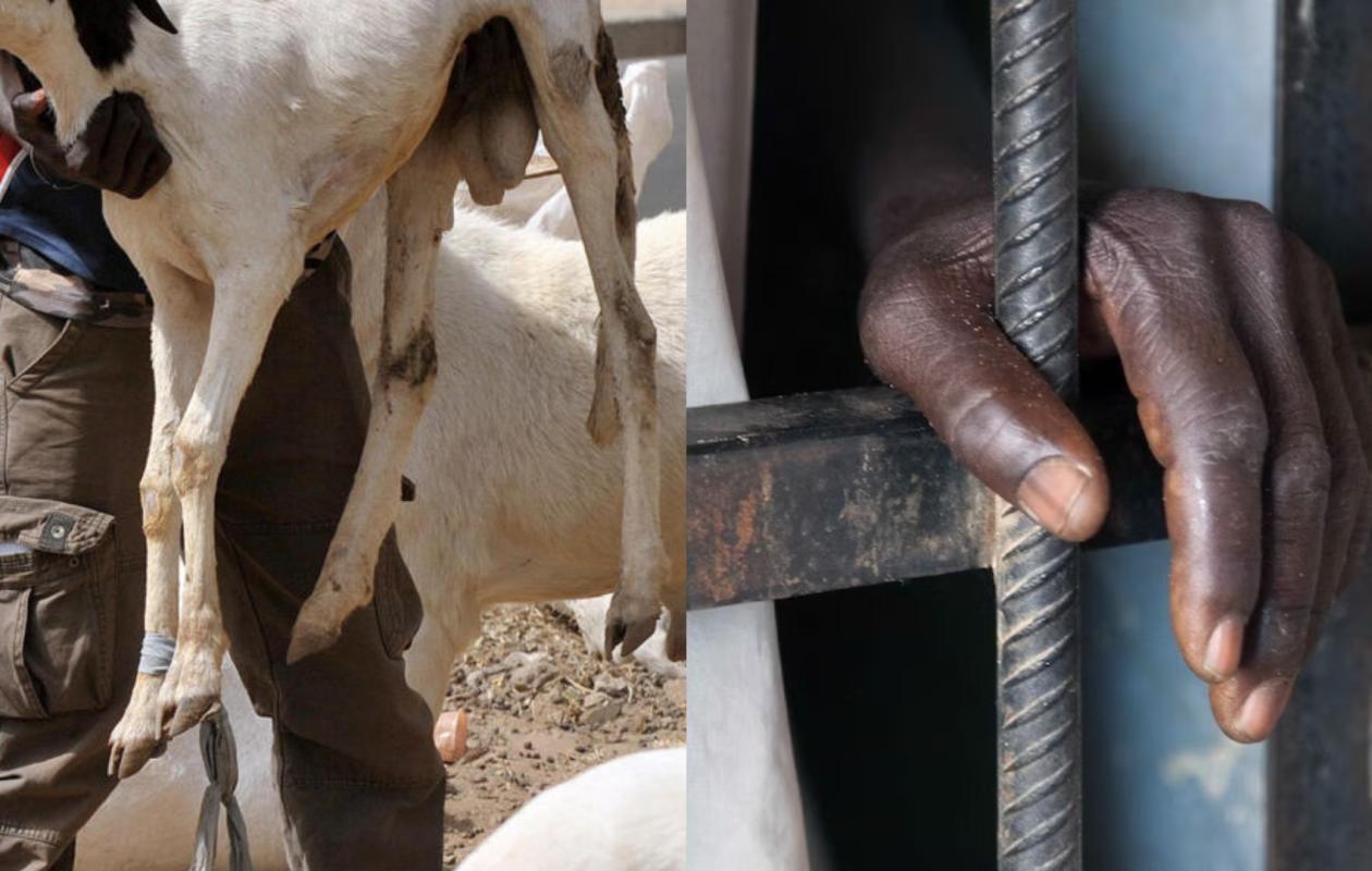 Vol d’un « mbotté » : un mois de prison ferme pour Touba Diop