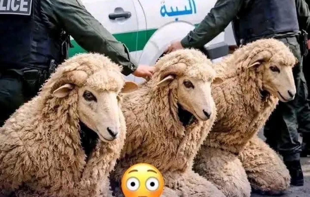 Algérie : trois hommes arrêtés en tentant d’entrer en Espagne déguisés en moutons