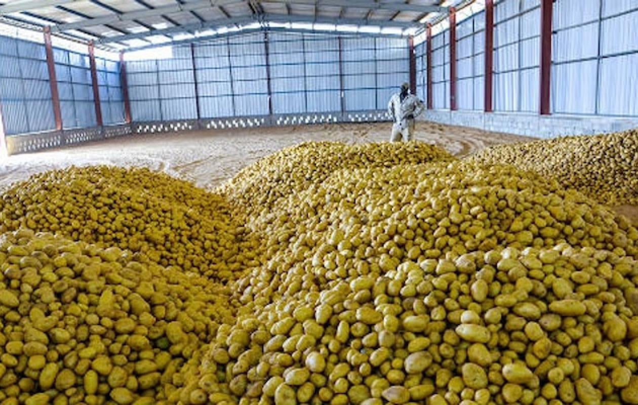 Pomme de terre : Les ventes des agro-industries suspendues dès le 28 février