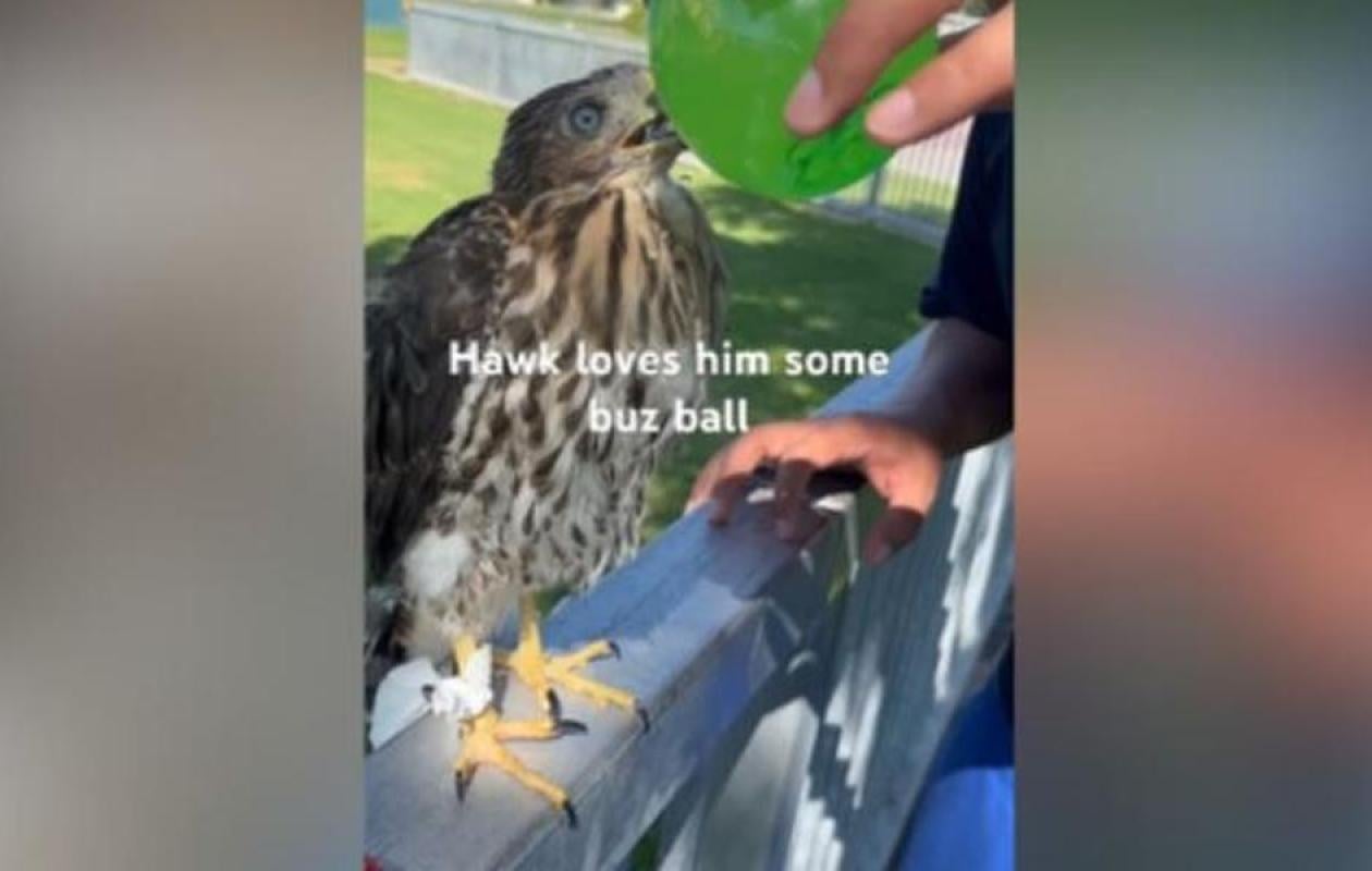 Californie: 45 jours de prison pour avoir donné une gorgée d'alcool à un oiseau