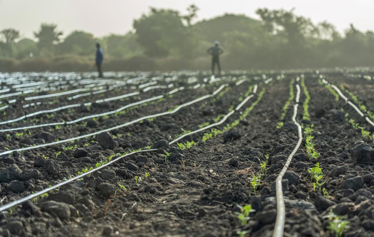 Terres agricoles : Entre appétit des investisseurs et souveraineté alimentaire