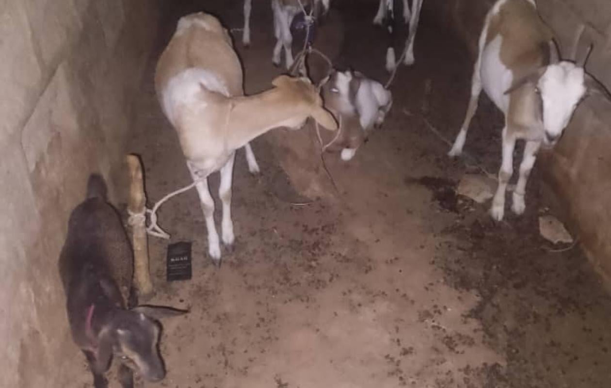 Kaffrine : la gendarmerie démantèle un réseau de vol de bétail, deux bergers déférés, 13 chèvres retrouvées