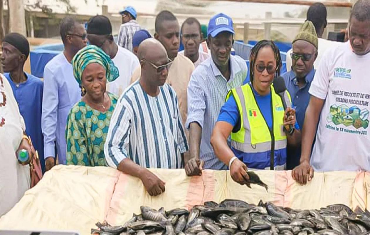 Koungheul : plus de 100 kg de tilapias récoltés à Khosnane, l’aquaculture confirme son potentiel dans la région de Kaffrine