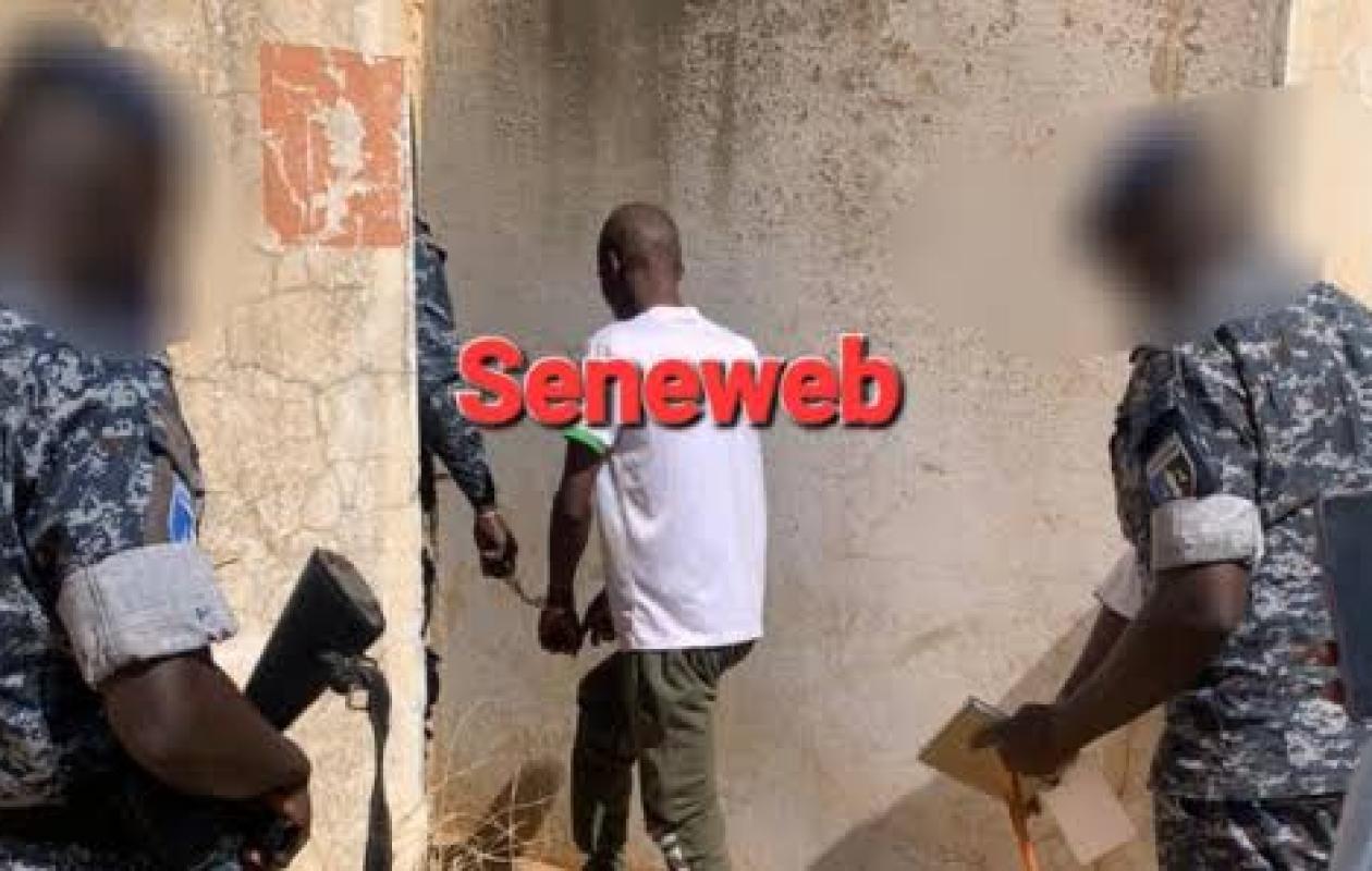 Pitbull, querelles familiales, alcool et bagarre : la gendarmerie de Tivaouane-Peulh et le procureur de Rufisque en action en 72 heures chrono