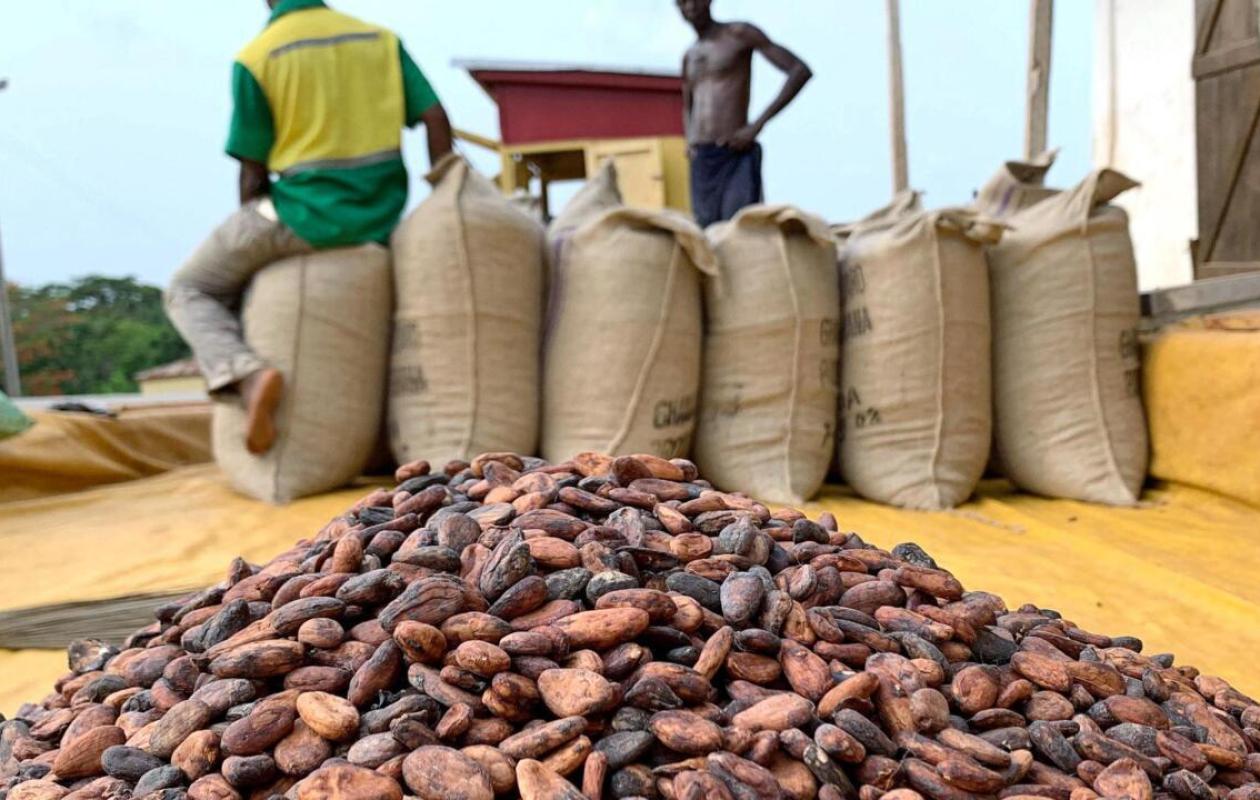 Guinée : la filière cacao en crise face à l’effondrement des prix mondiaux