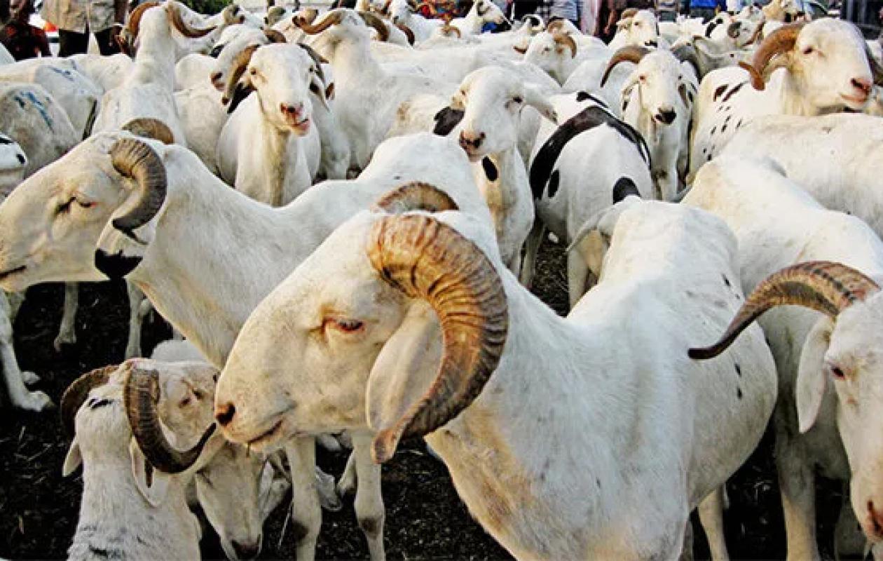 Tabaski 2026 : Le Sénégal face à un besoin de 860 000 moutons