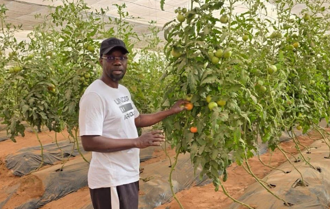 Sonko aux champs ce samedi : Mabouba Diagne explique les raisons