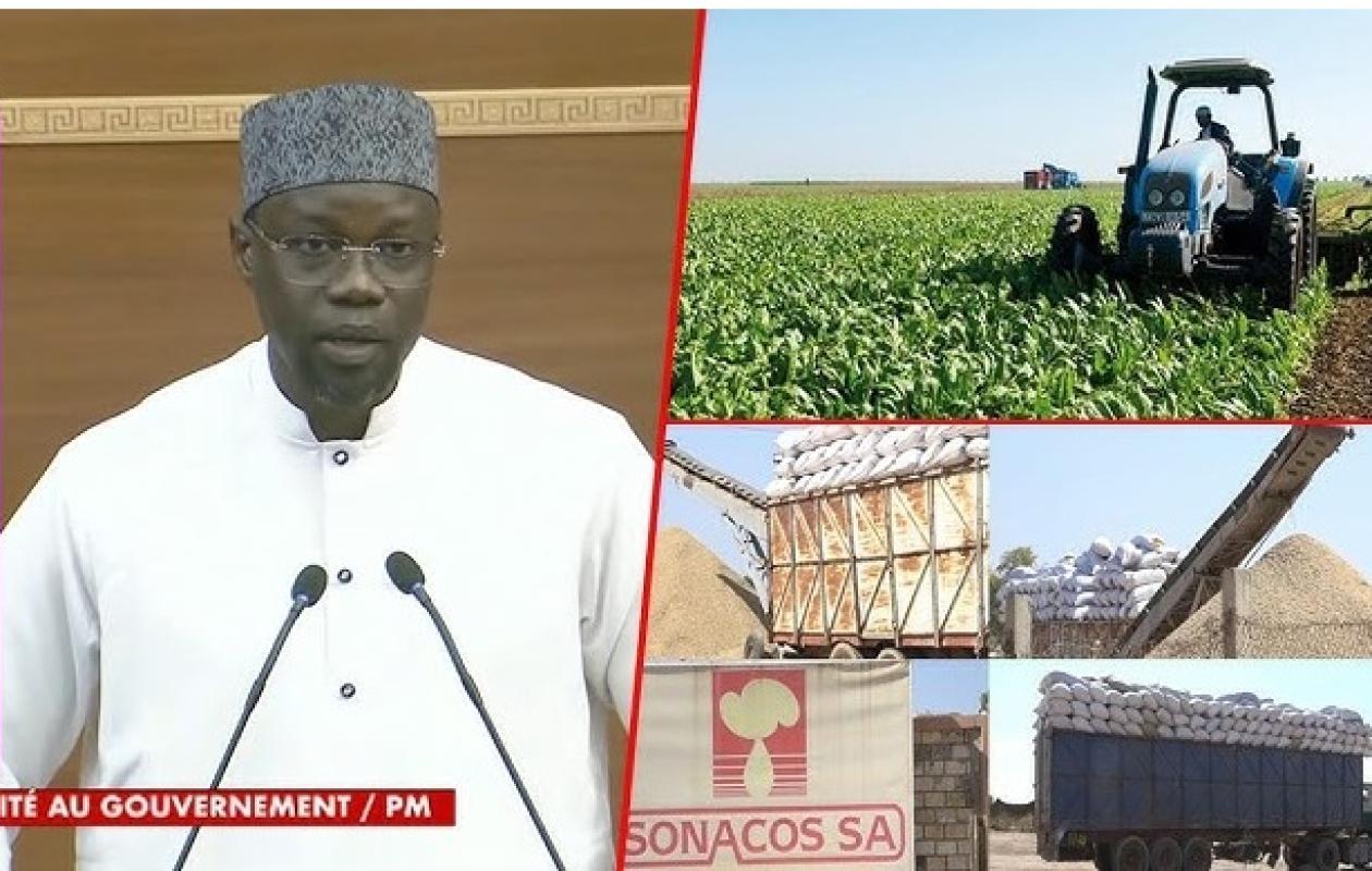 Campagne arachidière : la Sonacos réalise un record, mais reste loin des attentes de Sonko