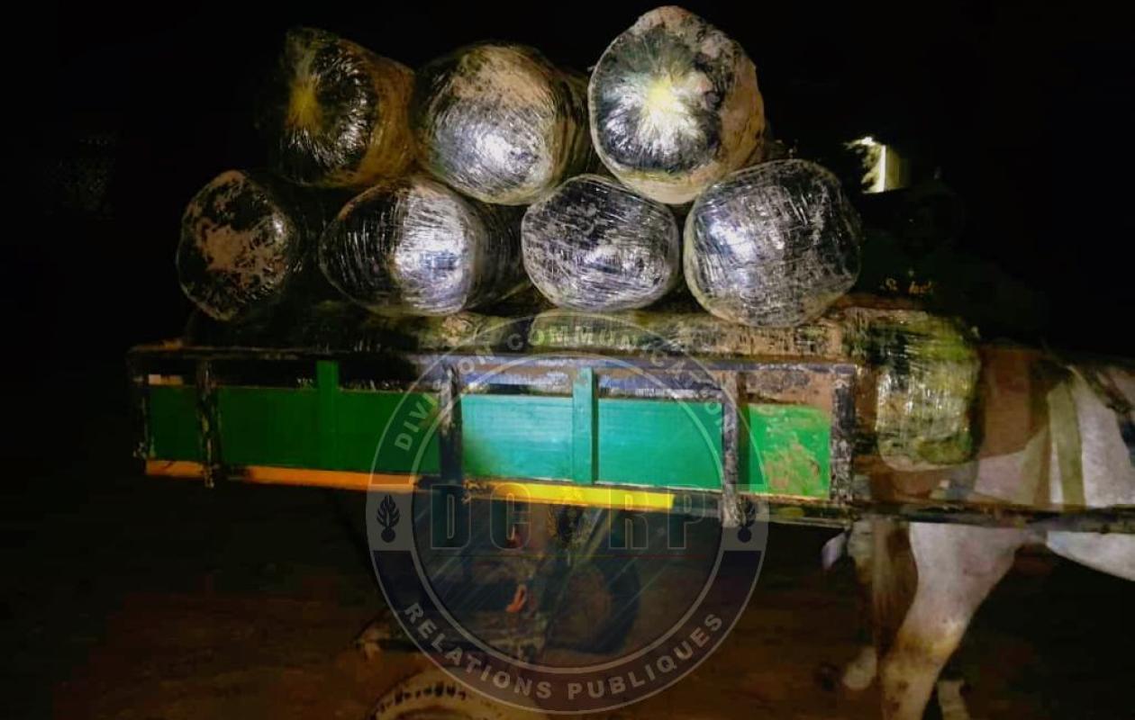 Warrang : La gendarmerie saisit 600 kg de chanvre indien, un suspect interpellé