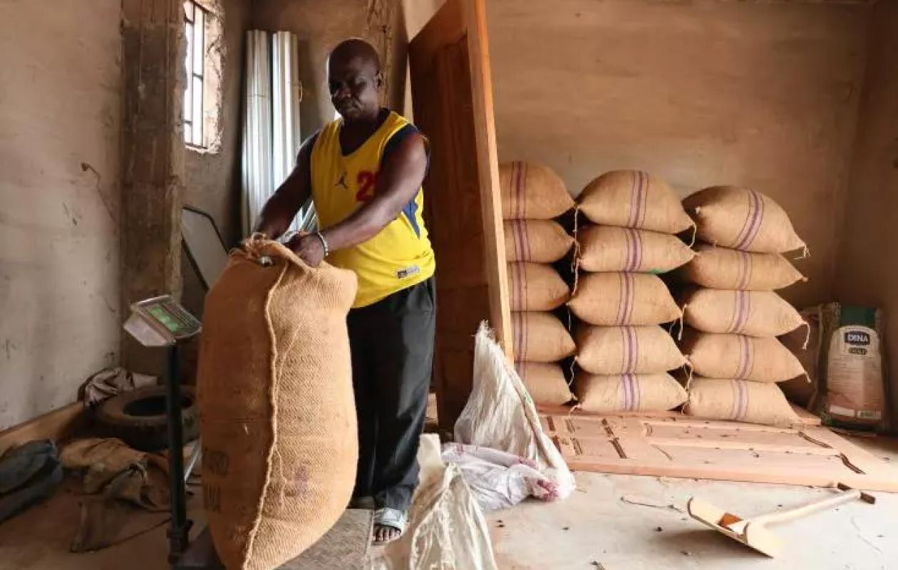 De 2.800 francs à 1.200 francs CFA en cinq mois: comment expliquer la chute vertigineuse du prix du cacao en Côte d'Ivoire