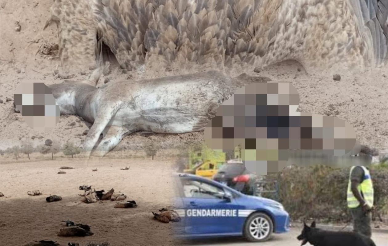 Mbour : L'étrange découverte de 26 animaux morts, dont 24 vautours décapités et un oiseau du Muséum de Paris