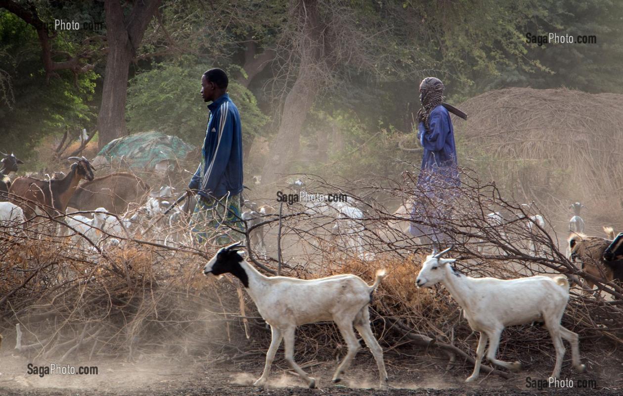 Thiès : 2 ans ferme pour le voleur de chèvres de Keur Moussa, voici le récit de l'audience