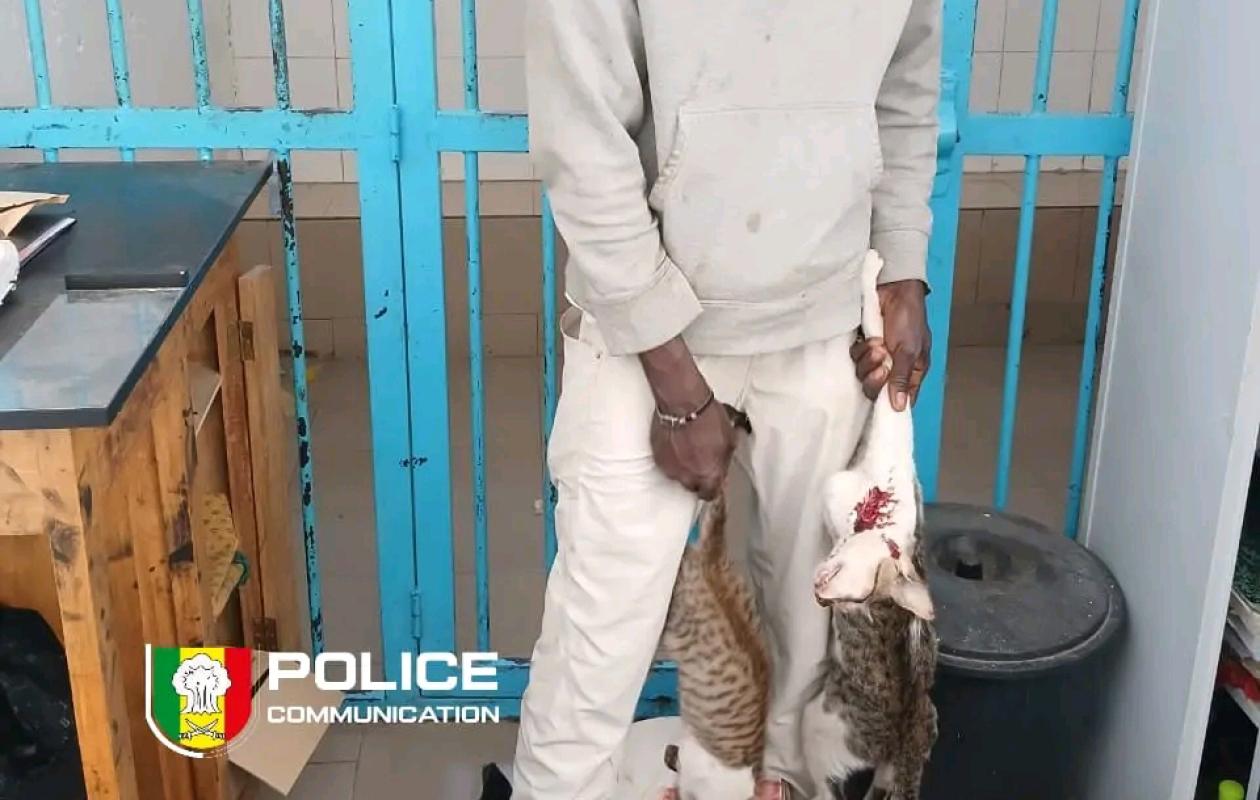 Vente de viande de chat devant l'UCAD: un étranger déféré , les révélations choquantes de la police