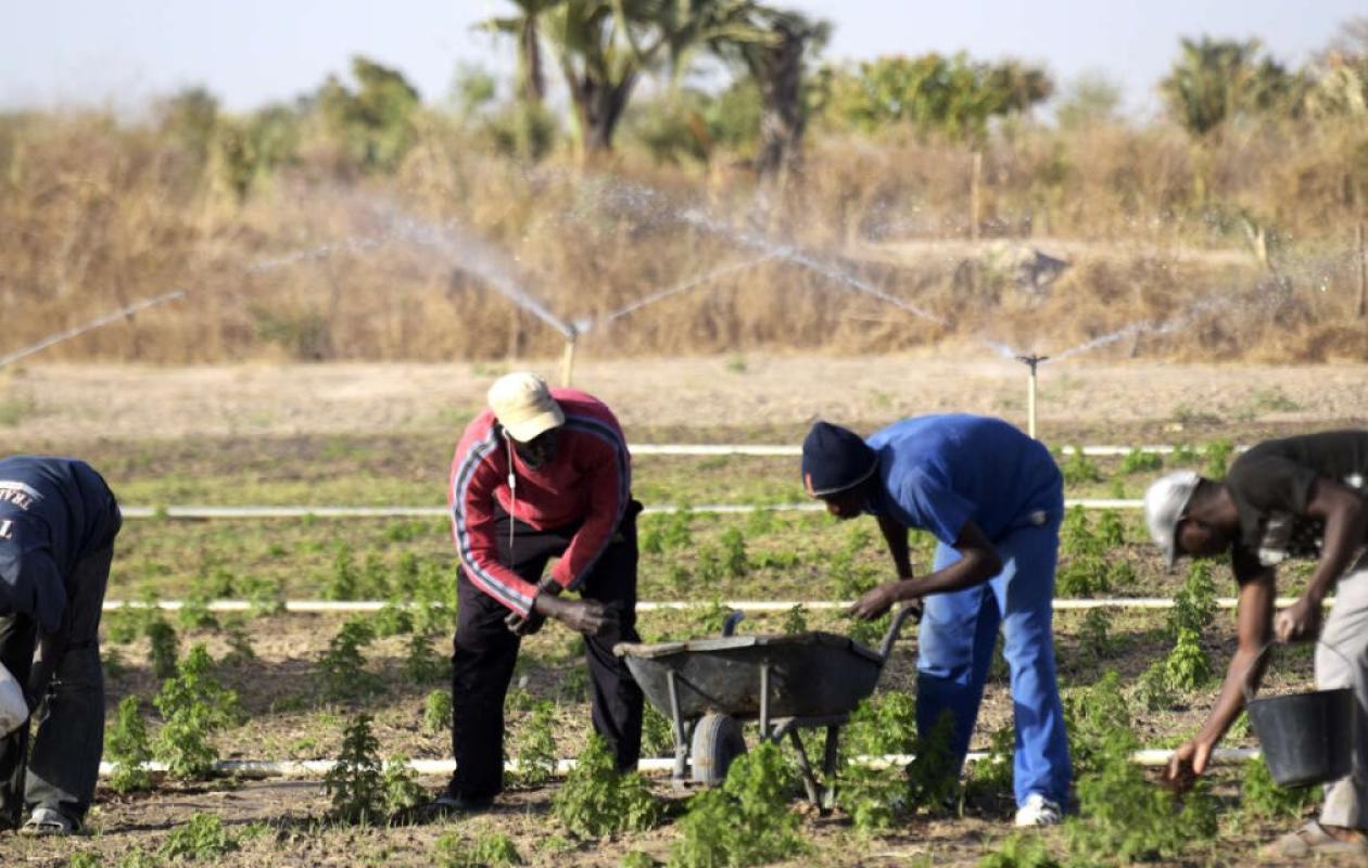 Soutenir les agriculteurs sans déséquilibrer le budget : L’équation  délicate des subventions