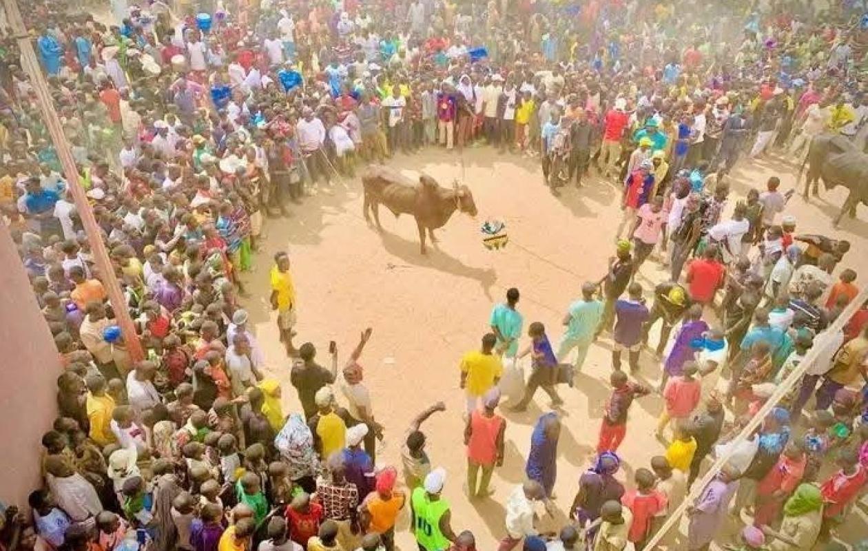 Niger :  Tauromachie à la veille de l’Aïd dans le sultanat du Damagaram