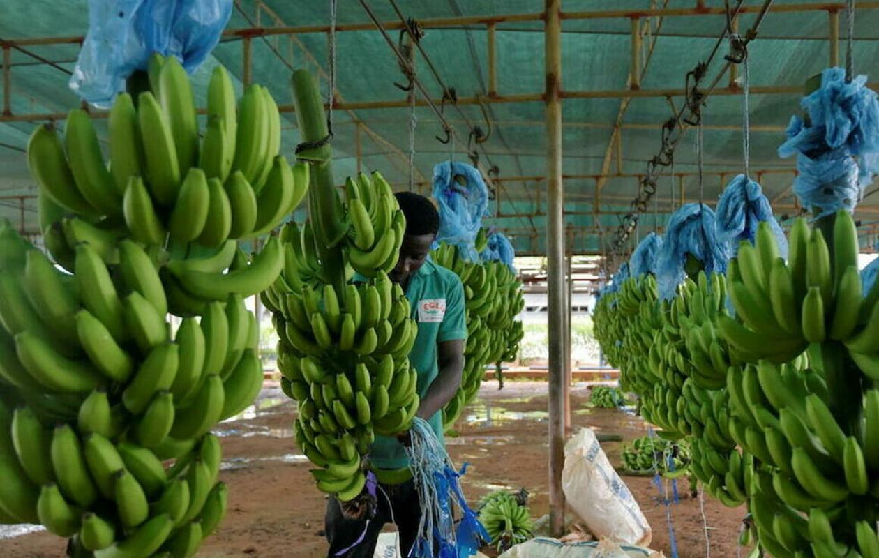 Bénéficies, emplois, importations… : les points savoureux de la filière banane