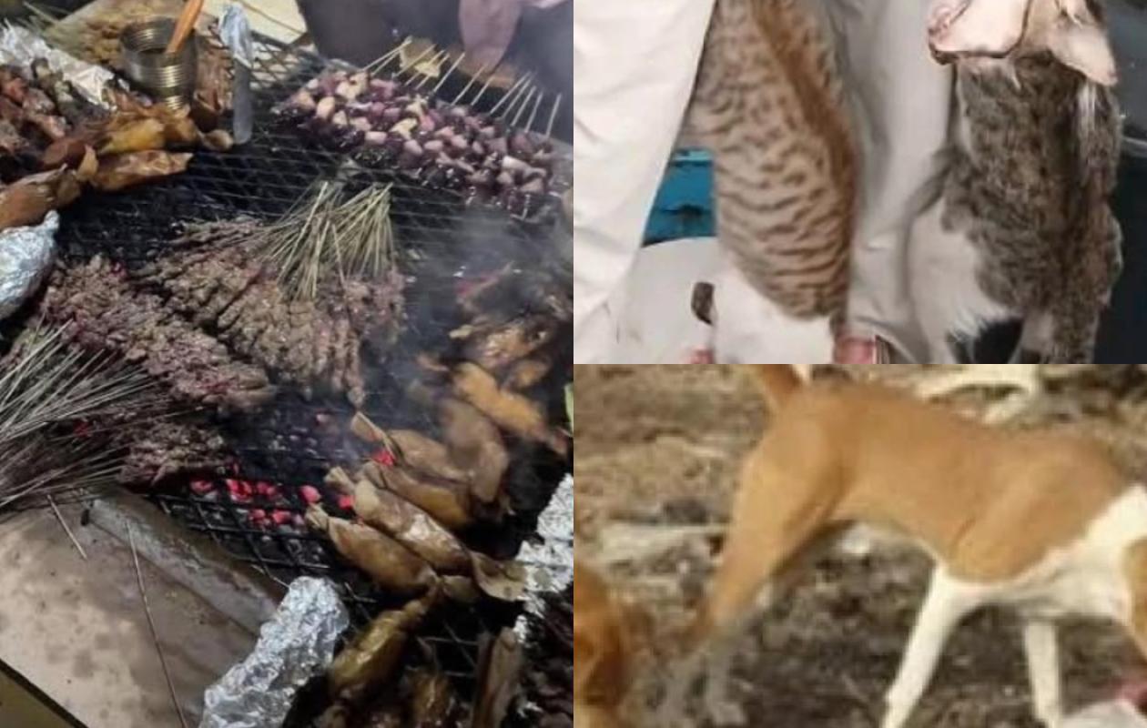 Hamo Téfess : après les brochettes de chat, l’histoire du «dibi» de chien