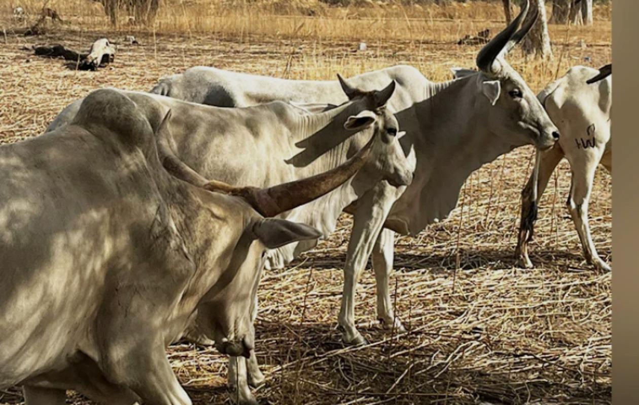 Kaffrine : Deux ans de prison ferme pour deux voleurs de bétail