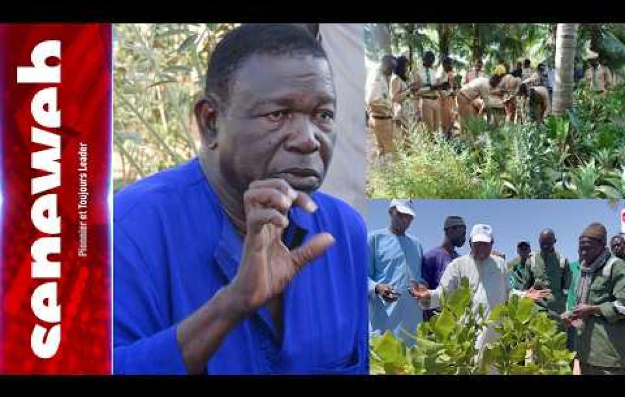 Changements climatiques : 6 millions d'euros pour sauver les écosystèmes de Fatick et Kaffrine !