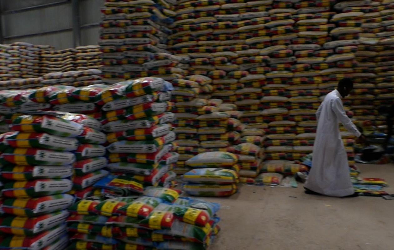 Riz local invendu : La filière de la vallée du fleuve Sénégal au bord de l’asphyxie