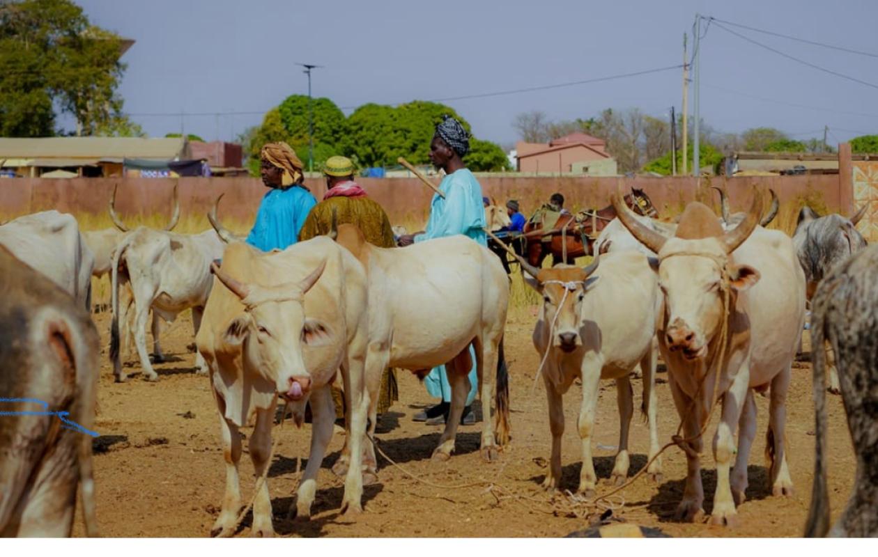 Fimela : Un militaire en service au camp de Kaolack arrêté pour le vol de 16 vaches
