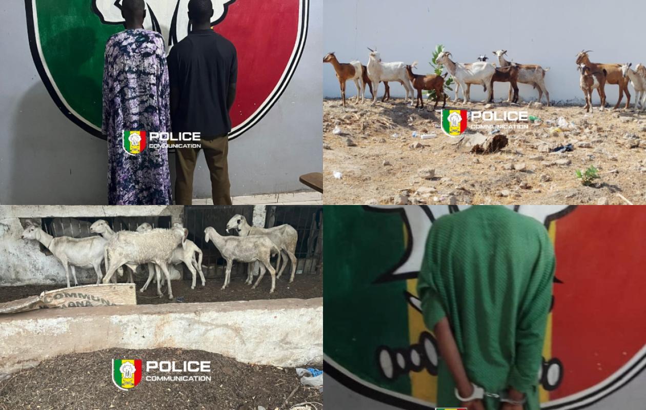 Kaolack : Course-poursuite nocturne au pont Noirot, un gang de voleurs de bétail tombe