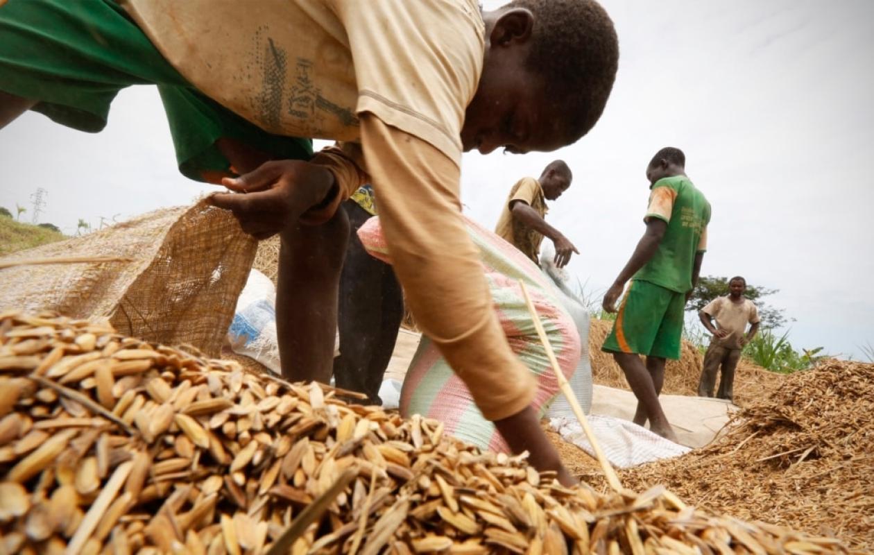 Riz en Afrique de l’Ouest : 3 milliards $ d’importations malgré 21,8 millions de tonnes produites