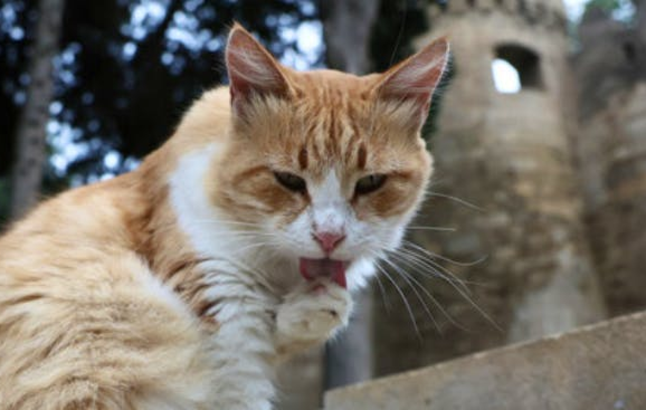 Amendée pour avoir laissé son chat aller souvent chez le voisin