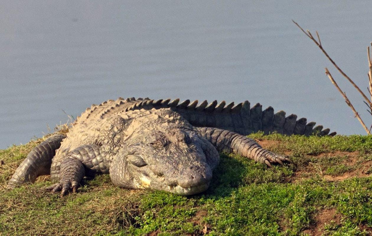 Des serpents et crocodiles pour lutter contre l’immigration