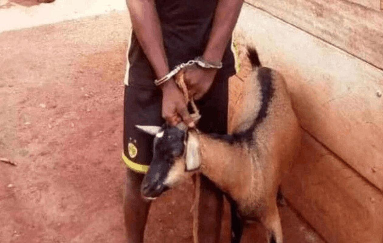 Tribunal de Kaffrine :Mbara envoyé en prison pour vol de chèvre