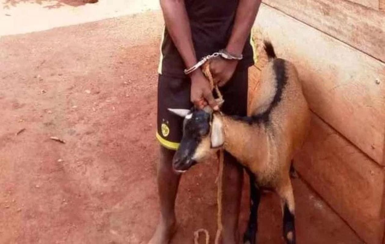 Nganda : K.C. condamné à deux ans de prison, dont six mois ferme, pour recel et vol de chèvre