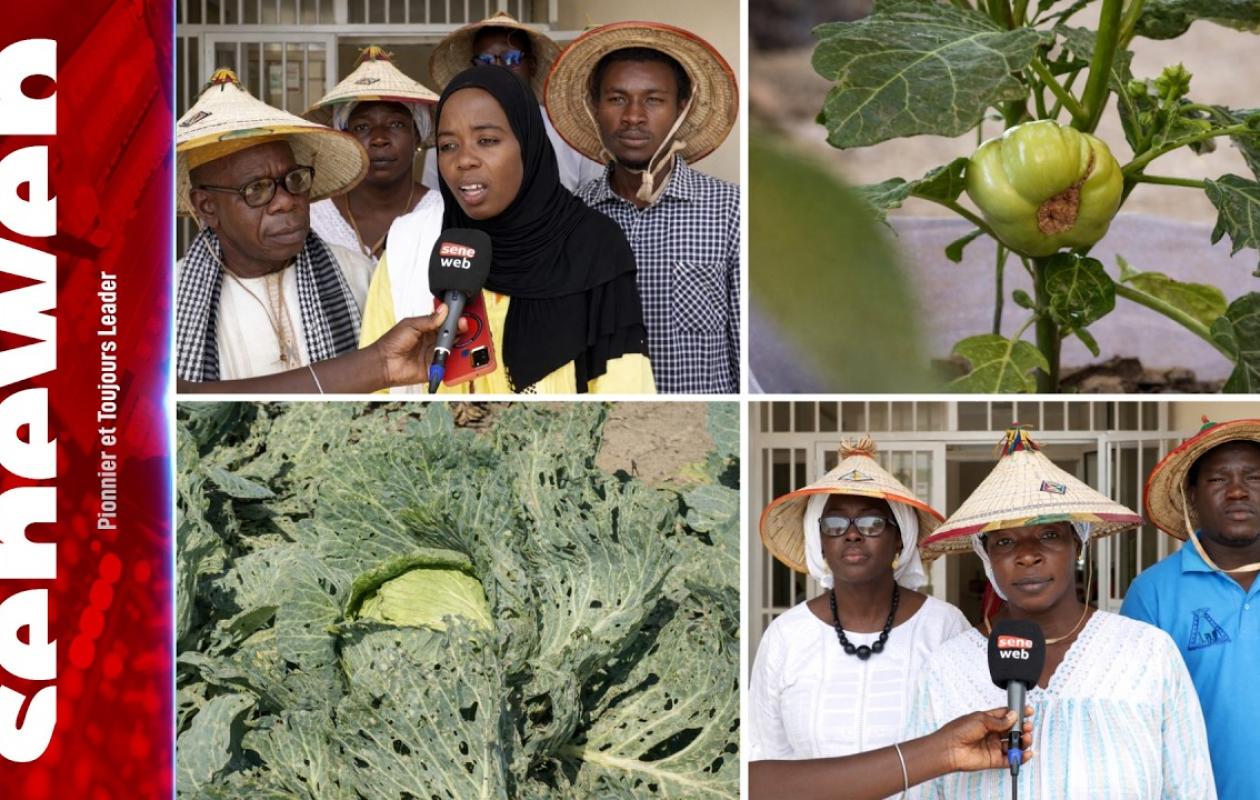 Produits horticoles : les dangers des engrais chimiques et l’alternative du compost