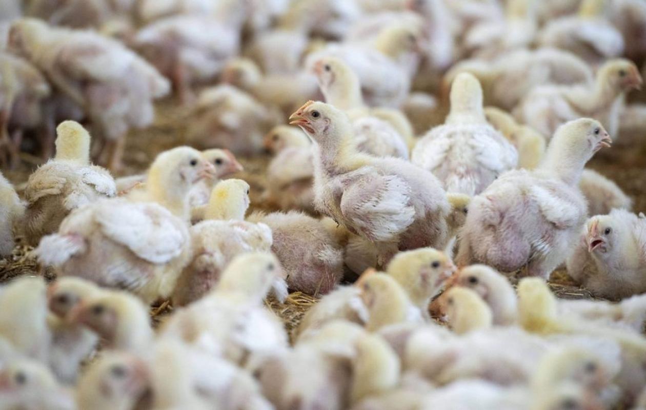 Grippe aviaire : Le premier cas humain détecté en Europe a séjourné au Sénégal